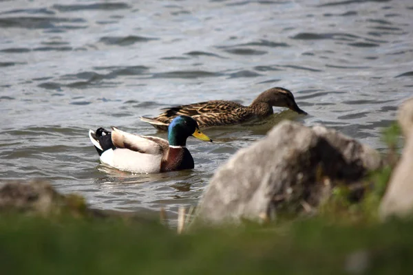 Bolsena gölündeki mallards