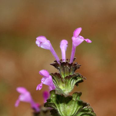 Çoğu zaman yaygın bir ot kabul Hensbit, makro fotoğraf kadar kapatın. 