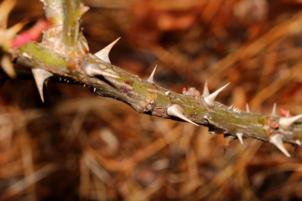 Zavřete Fotografie Trny Větev Růže Bush Selektivní Ostření Střed Obrazu — Stock fotografie