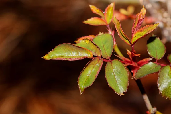 Zbliżenie Zdjęcie Wiosenny Wzrostu Krzew Różany Krople Deszczu Liściach Selektywny — Zdjęcie stockowe
