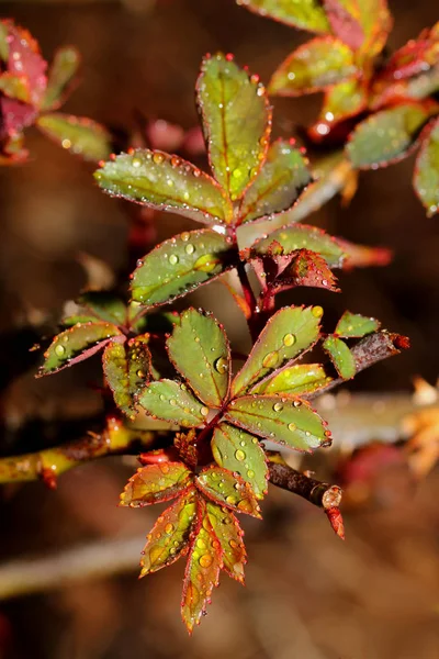 Zbliżenie Zdjęcie Wiosenny Wzrostu Krzew Różany Krople Deszczu Liściach Selektywny — Zdjęcie stockowe