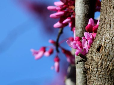 Bahar çiçek tomurcukları Erguvan Ağacı üzerinde fotoğraf kapatmak. 