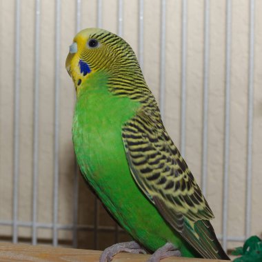 Standart yeşil ve sarı muhabbet oyuncakları ile bir kafeste fotoğrafı kapatın. 