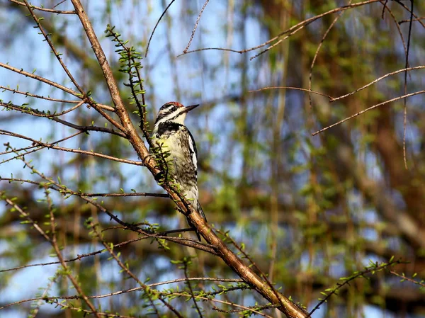 Sarı karınlı Sapsucker arka plan mavi bir gökyüzü ile bir ağaç dalı üzerinde fotoğrafı. 
