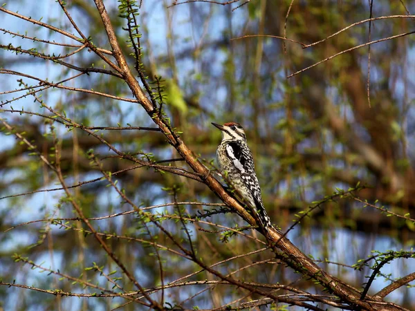 Sarı karınlı Sapsucker arka plan mavi bir gökyüzü ile bir ağaç dalı üzerinde fotoğrafı. 