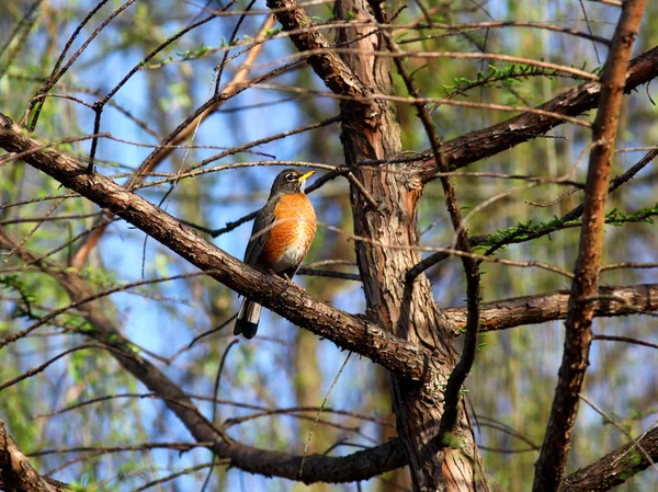 Photograph American Robin Springtime Branches Tree — Stock Photo, Image