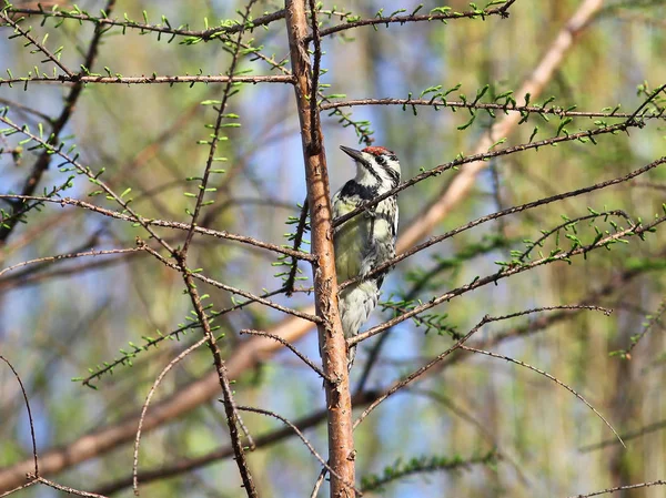 Foto Eines Gelbbauchsaugers Auf Einem Ast Mit Blauem Himmel Hintergrund — Stockfoto