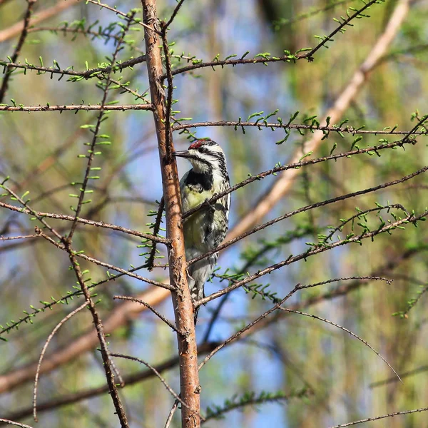 Photograph Yellow Bellied Sapsucker Tree Branch Blue Sky Background — Stock Photo, Image