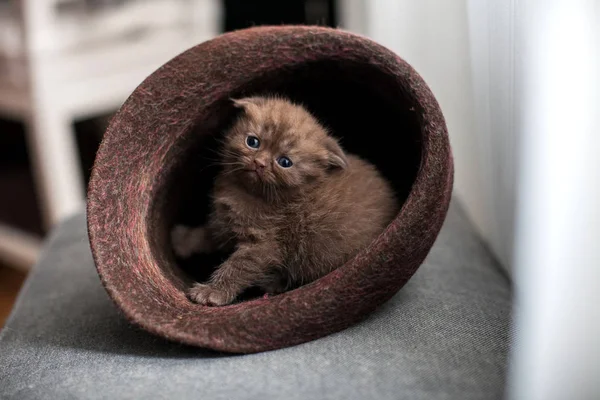 Carino Piccolo Gattino Scozzese Piega Seduto Nel Cappello Gatto Dalle — Foto Stock