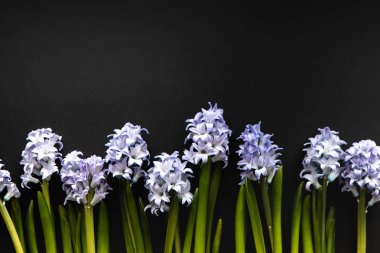 Sümbül mavi çiçek çiçek doğrusal bileşimi. Yaratıcı en iyi görünüm düz koyu arka plan üzerinde kopya alanı ile yatıyordu. Selamlama veya davetiye kartı tasarım şablonu.