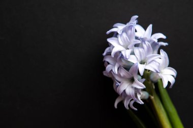 Sümbül - üstten görünüm Lay koyu arka plan üzerinde kopya alanı ile düz mavi çiçek yakın çekim.