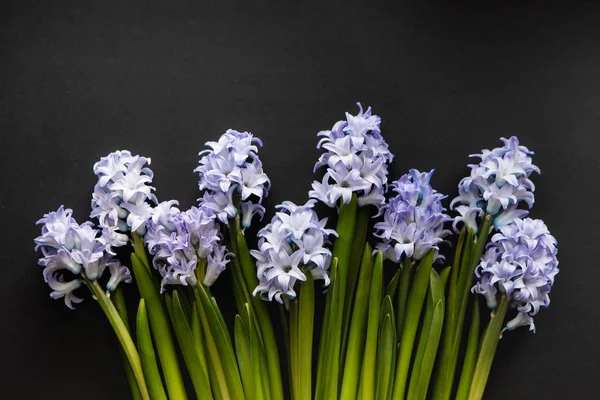 Floral Linear Composition Of Blue Flowers Of Hyacinths. Creative Top View Lay Flat With Copy Space On Dark Background. Greeting Or Invitation Card Design Template.