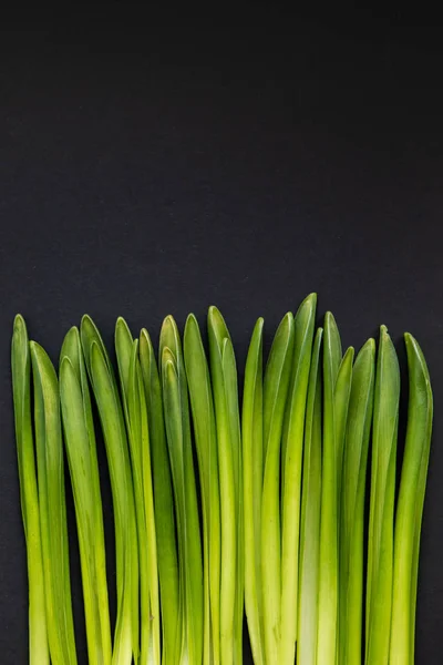 Minimal Nature Concept Of Grass Composition. Flat Lay With Green Herbs Texture. Top View Of Hyacinth Flower Leaves  With Copy Space.