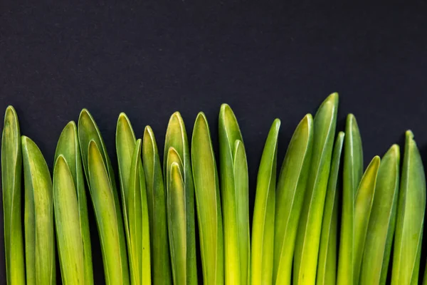 Minimal Nature Concept Of Grass Composition. Flat Lay With Green Herbs Texture. Top View Of Hyacinth Flower Leaves  With Copy Space.