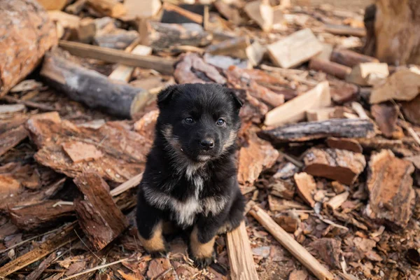 Siyah Kabarık Küçük Köpek Yavrusu Bahçede Oturan, Talaş lı Strewn