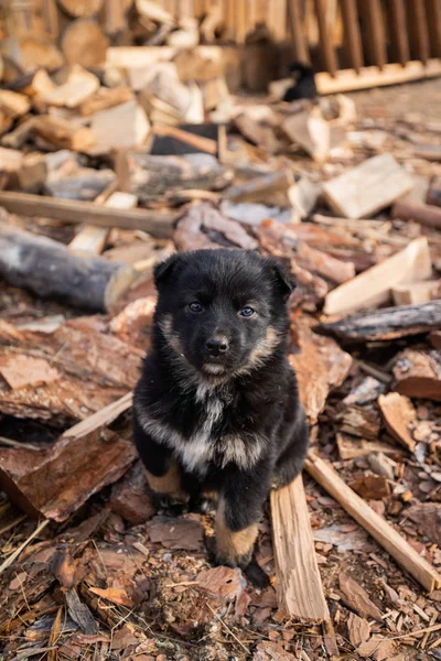 Siyah Kabarık Küçük Köpek Yavrusu Bahçede Oturan, Talaş lı Strewn