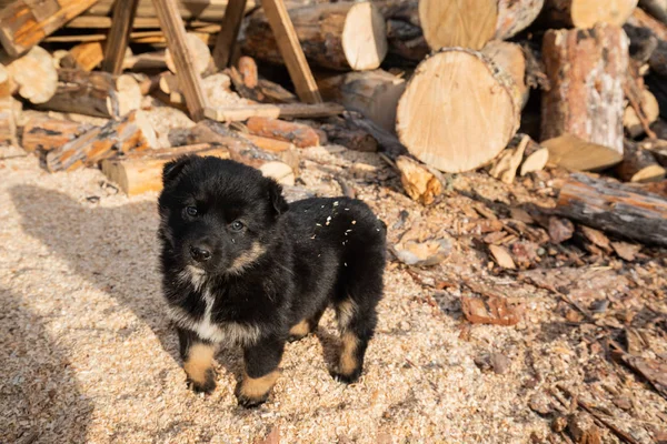 Siyah Kabarık Küçük Köpek Yavrusu Yard Standları, Talaş ile Strewn ve Kamera içine bakar