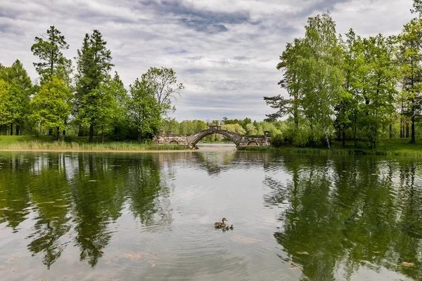 Dramatik Gökyüzü ile Gatchina Park Manzara Görünümü - Ağaçlar Yansıyan Bir Göl, Nehir Boyunca Güzel Bir Kambur Köprü. Ön planda Ördek Yavruları bir Kuluçka ile Ördek Yüzer