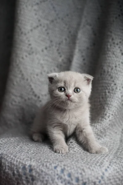 Gri arka planda sevimli küçük Iskoç katlama Kitten portresi. Lop-kulaklı kedi.