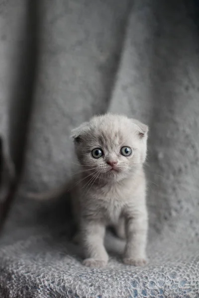 Gri arka planda sevimli küçük Iskoç katlama Kitten portresi. Lop-kulaklı kedi.