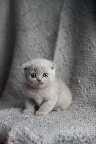 Gri arka planda sevimli küçük Iskoç katlama Kitten portresi. Lop-kulaklı kedi.