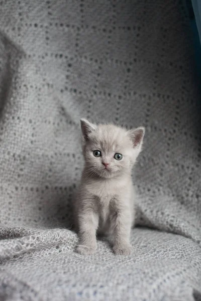 Retrato Gatito Hetero Escocés Sentado Mirando Cámara Gato Orejas Rectas —  Fotos de Stock