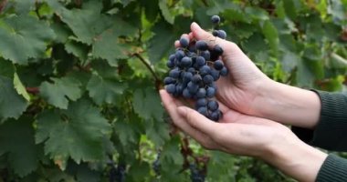 Üzüm bağında olgunlaşmış kırmızı üzümleri tutan bir kadın. Red Wine 'ı üretmeden önce hasat sezonu. Alazan Vadisi, Georgia 'da Saperavi Üzümü.