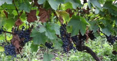 Üzüm bağındaki bir sarmaşıkta olgunlaşmış kırmızı üzümler. Kırmızı Şarabı üretmek için hasat mevsimi. Alazan Vadisi, Georgia 'da Saperavi Üzümü.