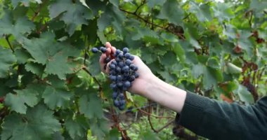Üzüm bağında olgunlaşmış kırmızı üzümleri tutan bir kadın. Red Wine 'ı üretmeden önce hasat sezonu. Alazan Vadisi, Georgia 'da Saperavi Üzümü.