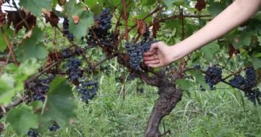 Kadın Elleri üzüm bağındaki üzüm bağlarından bir demet üzüm koparıyor. Red Wine 'ı üretmeden önce hasat sezonu. Alazan Vadisi, Georgia 'da Saperavi Üzümü.