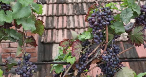一丛丛成熟的红葡萄在葡萄树上 在葡萄园农场农舍的屋顶上 生产红葡萄酒的收获季节 佐治亚州阿拉赞山谷的Saperavi葡萄 — 图库视频影像