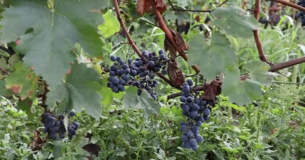 Manojos Uvas Rojas Maduras Una Vid Una Granja Viñedos Temporada — Vídeos de Stock