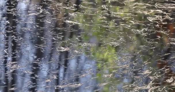 Νερό καλυμμένο με πολλές πεσμένες κωνοφόρων πευκοβελόνες. Φθινοπωρινή ιδέα — Αρχείο Βίντεο