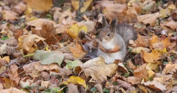 秋の公園で秋の葉に座っている冬の毛皮を持つ赤いリス — ストック動画