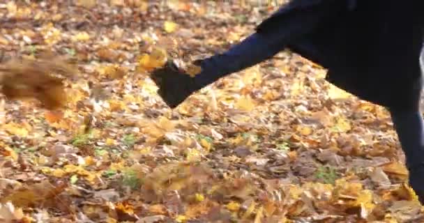 秋の公園を歩く女たちと紅葉の木 — ストック動画