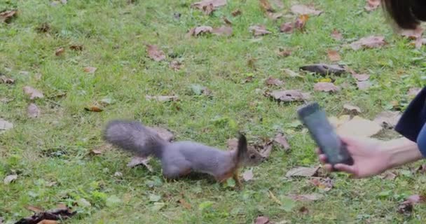 Dziewczyna robi zdjęcie ciekawej czerwonej wiewiórki — Wideo stockowe