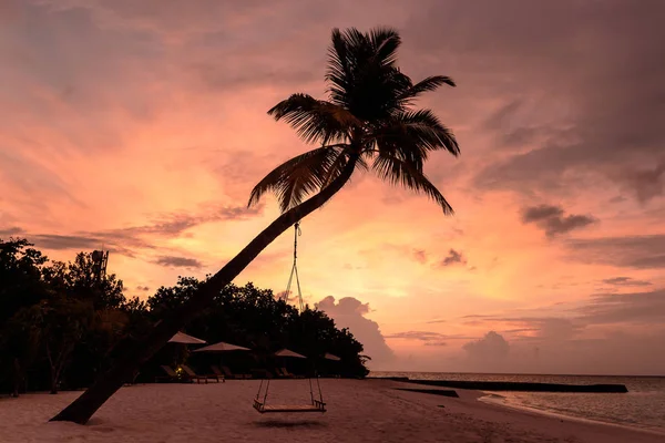 Picture of a palm tree and a swing during sunset