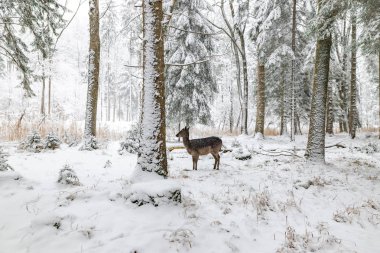 Reh im Winter im Wald / Wildpark nah wild