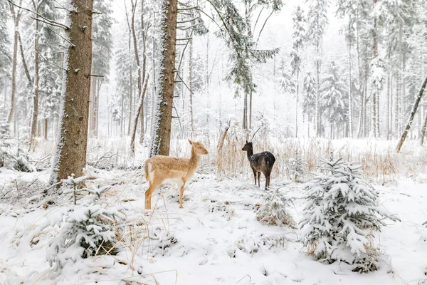 Rehe Winter Wald Wildpark Nah Wild — Stockfoto