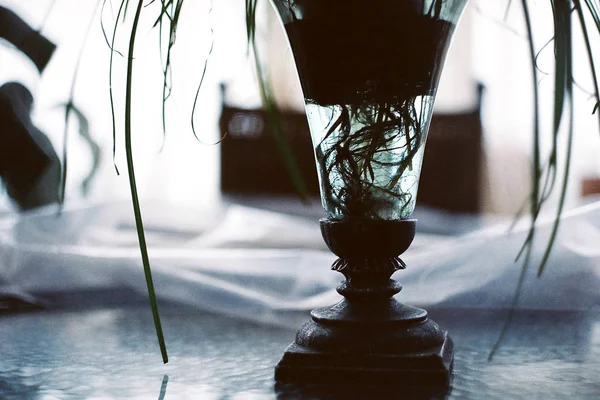 A glass metallic antic vase with plant in water