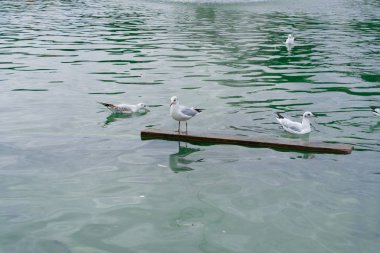 komik martı çeşme yüzen