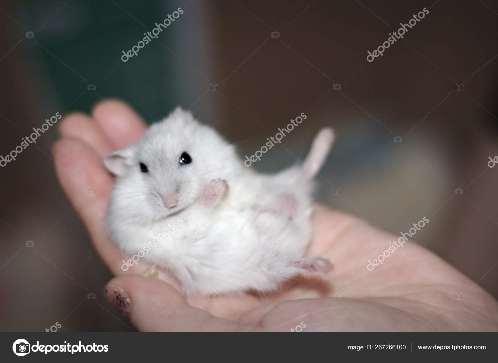 male russian dwarf hamster