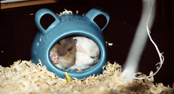 Cute Little Tiny Russian Dwarf Hamster Couple Sleeping Small House — Stock Photo, Image
