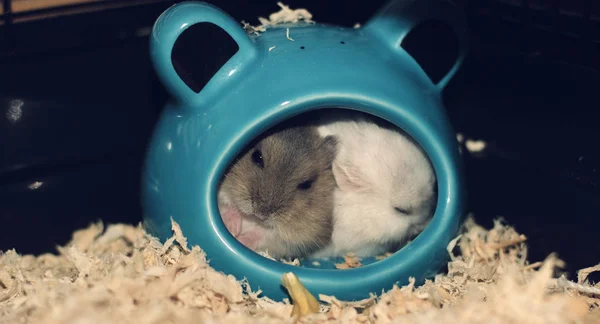 Bonito Pequeno Casal Hamster Anão Russo Dormindo Sua Pequena Casa — Fotografia de Stock