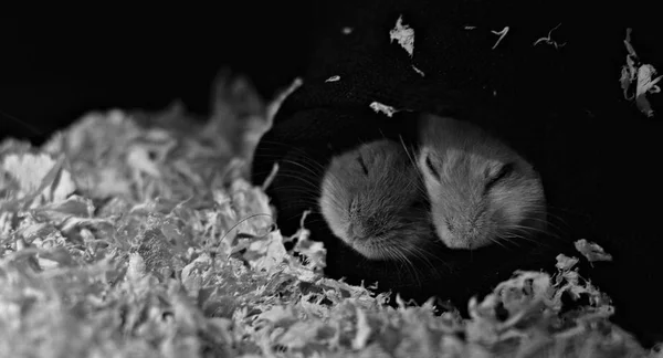 Bonito Pequeno Casal Hamster Anão Russo Dormindo Sua Pequena Casa — Fotografia de Stock