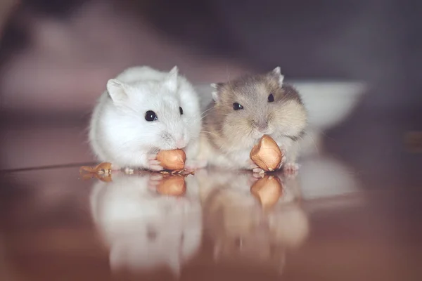 Bonito Pouco Russo Anão Hamster Casal Comer Amendoim Muito Feliz — Fotografia de Stock