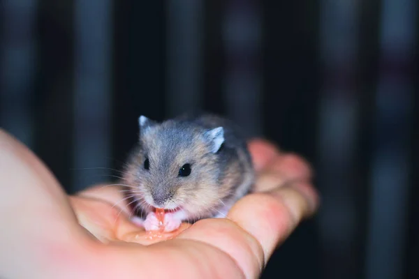 Cute Little Tiny Russian Dwarf Hamster Eating Grapefruit Sitting Human — Stock Photo, Image