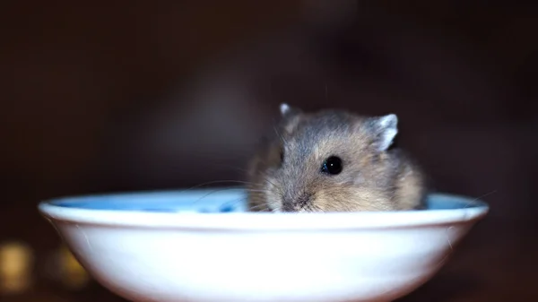 Niedliche Kleine Russische Zwerghamster Essen Während Sie Einer Kleinen Schüssel — Stockfoto