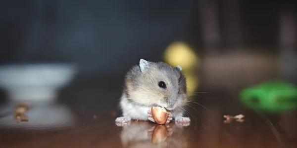 Mignon Petit Hamster Nain Russe Manger Arachide Tout Étant Assis — Photo