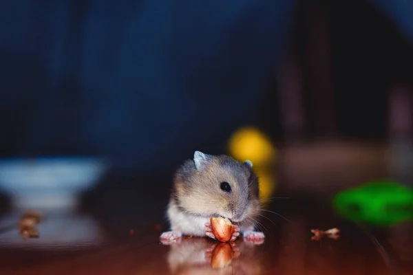 Cute Little Tiny Russian Dwarf Hamster Eating Peanut Very Happy — Stock Photo, Image